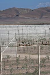 Image du Maroc Professionnelle de  Des fermes de grandes dimensions avec des terres agricoles qui ont profité de l’épierrage, d'un tri et enfin du broyage des roches cela a permis de créer des champs de grandes dimensions que l’on a divisés en zones séparées par des filets dans le but de les protéger contre l'action du vent. Avant de procédé à la plantation des orangers on avait équipé le sol d’un système moderne d'arrosage qui laisse passer l’eau petit à petit, dit "goutte à goutte" dans une nouvelle ferme moderne à Chichaoua, Mardi 27 Février 2007. (Photo / Abdeljalil Bounhar)